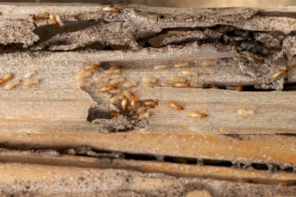 Wasp Removal Services in Lithonia, GA